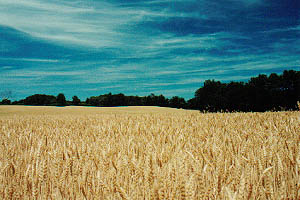 Rolling farmland outside Paris, Ontario
