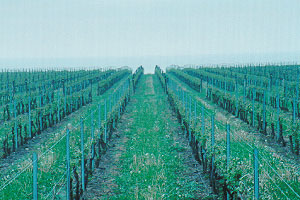 Vineyard on Lake Ontario